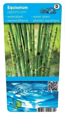 Equisetum japonica (Japanse holpijp) - afbeelding 1