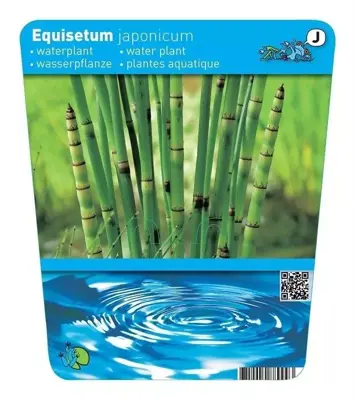 Equisetum japonica (Japanse holpijp) - afbeelding 2