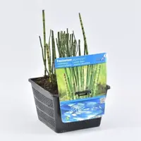 Equisetum japonica (Japanse holpijp) - afbeelding 1