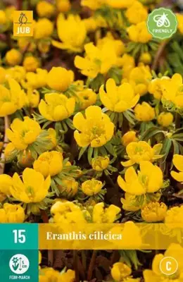 Eranthis cilicica 15 stuks - afbeelding 2