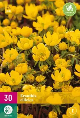 Eranthis Cilicica 30 stuks - afbeelding 2