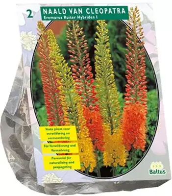 Eremurus Ruiter Hybriden Mix per 2 - afbeelding 1