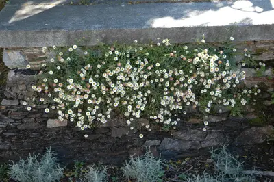 Erigeron Karvinskianus (Fijnstraal) - afbeelding 5