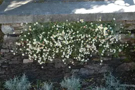 Erigeron Karvinskianus (Fijnstraal) - afbeelding 5