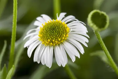 Erigeron Karvinskianus (Fijnstraal) - afbeelding 3
