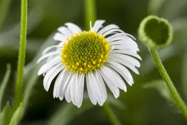 Erigeron Karvinskianus (Fijnstraal) - afbeelding 3
