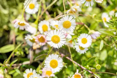 Erigeron Karvinskianus (Fijnstraal) - afbeelding 6