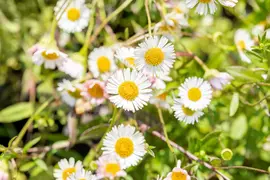 Erigeron Karvinskianus (Fijnstraal) - afbeelding 6
