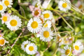 Erigeron Karvinskianus (Fijnstraal) - afbeelding 7