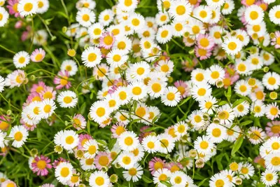 Erigeron Karvinskianus (Fijnstraal) - afbeelding 8
