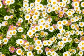 Erigeron Karvinskianus (Fijnstraal) - afbeelding 8