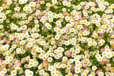 Erigeron Karvinskianus (Fijnstraal) - afbeelding 9