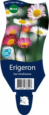 Erigeron karvinskianus (Fijnstraal) - afbeelding 1
