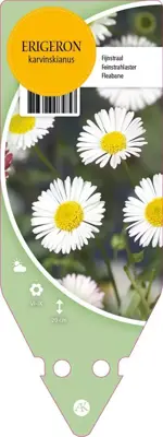 Erigeron Karvinskianus (Fijnstraal) - afbeelding 1
