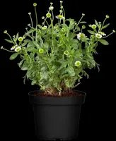 Erigeron Karvinskianus (Fijnstraal) - afbeelding 4