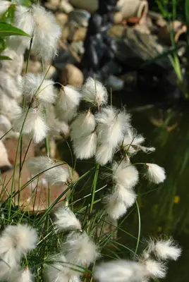 Eriophorum angustifolium (Eriophorum) - afbeelding 1