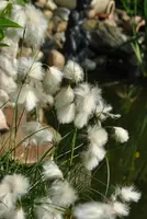 Eriophorum angustifolium (Eriophorum) - afbeelding 1