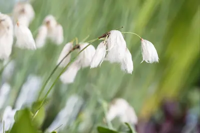 Eriophorum angustifolium (Eriophorum) - afbeelding 2