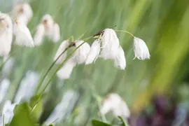 Eriophorum angustifolium (Eriophorum) - afbeelding 2