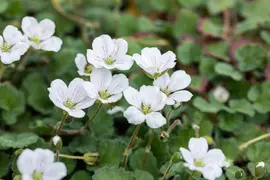 Erodium reichardii 'Album' (Alpenreigersbek 'Album') - afbeelding 1