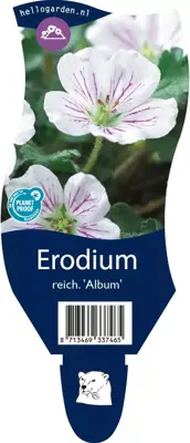 Erodium reichardii 'Album' (Reigersbek) - afbeelding 1