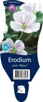 Erodium reichardii 'Album' (Reigersbek) - afbeelding 1