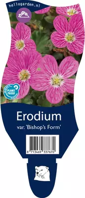 Erodium var. 'Bishop's Form' (Reigersbek) - afbeelding 1