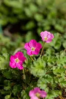 Erodium x variabile 'Bishop´s Form' (Reigersbek 'Bishop's Form') - afbeelding 5
