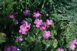 Erodium x variabile 'Bishop´s Form' (Reigersbek 'Bishop's Form') - afbeelding 1