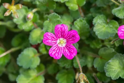 Erodium x variabile 'Bishop´s Form' (Reigersbek 'Bishop's Form') - afbeelding 2