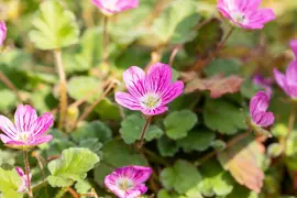 Erodium x variabile 'Bishop´s Form' (Reigersbek 'Bishop's Form') - afbeelding 3