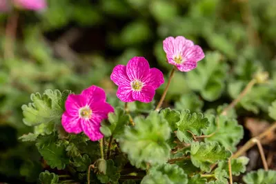 Erodium x variabile 'Bishop´s Form' (Reigersbek 'Bishop's Form') - afbeelding 4