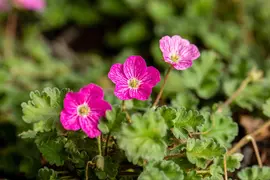 Erodium x variabile 'Bishop´s Form' (Reigersbek 'Bishop's Form') - afbeelding 4