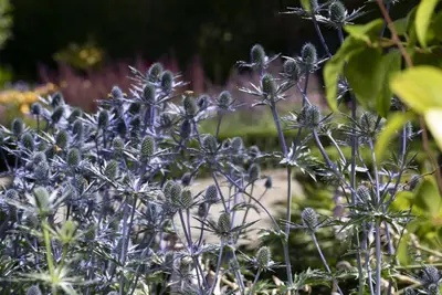 Eryngium Planum (Blauwe distel) - afbeelding 8