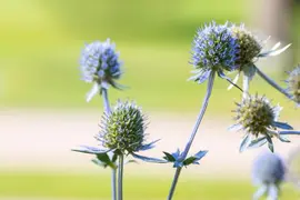 Eryngium Planum (Blauwe distel) - afbeelding 9