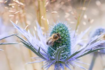 Eryngium Planum (Blauwe distel) - afbeelding 11