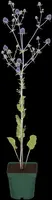 Eryngium Planum (Blauwe distel) - afbeelding 6