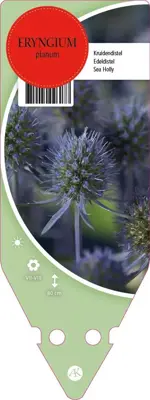 Eryngium Planum (Blauwe distel) - afbeelding 1