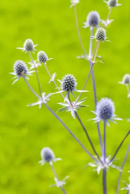 Eryngium Planum (Blauwe distel) - afbeelding 3
