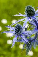 Eryngium Planum (Blauwe distel) - afbeelding 4