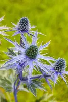 Eryngium Planum (Blauwe distel) - afbeelding 5
