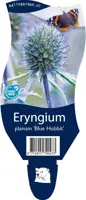 Eryngium planum 'Blue Hobbit' (Kruisdistel) - afbeelding 1