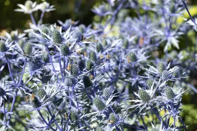 Eryngium planum (Kruisdistel) - afbeelding 6