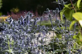 Eryngium planum (Kruisdistel) - afbeelding 7