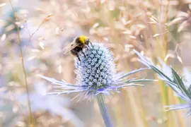 Eryngium planum (Kruisdistel) - afbeelding 9