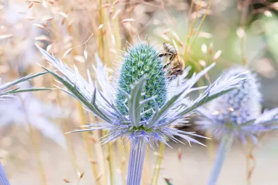 Eryngium planum (Kruisdistel) - afbeelding 11