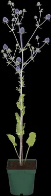 Eryngium planum (Kruisdistel) - afbeelding 5