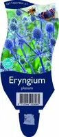 Eryngium planum (Kruisdistel) kopen?