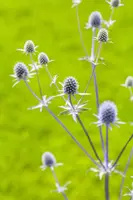 Eryngium planum (Kruisdistel) - afbeelding 2