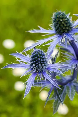 Eryngium planum (Kruisdistel) - afbeelding 3